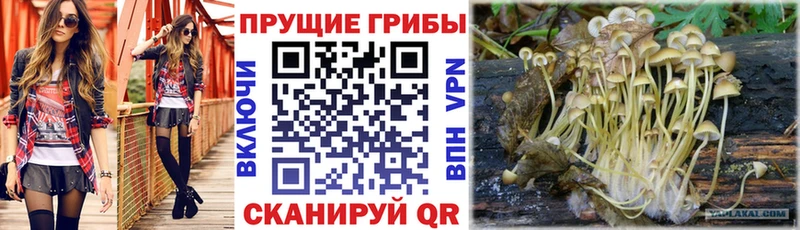 Псилоцибиновые грибы GOLDEN TEACHER  Губаха 